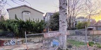 In Trees Vs. Parking War, Washington Just Gave Trees a Leg Up