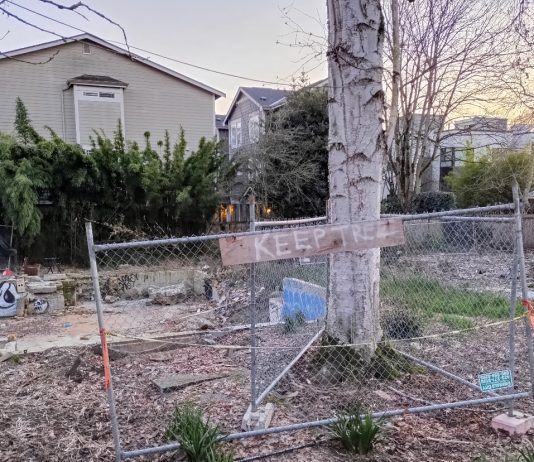 In Trees Vs. Parking War, Washington Just Gave Trees a Leg Up