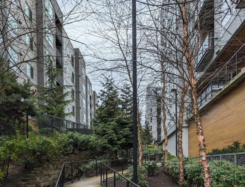 A verdant pathway in Bellevue