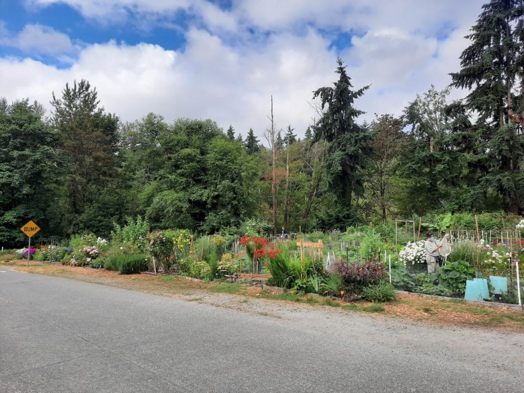 Bright flowers pop in a garden emerging from a heavily forest backdrop that Jackson Park provides/