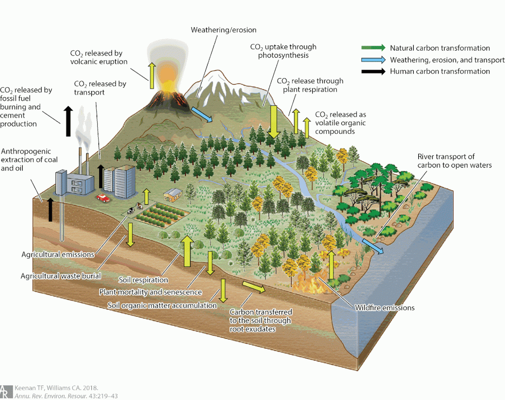 anthropogenic emissions include fossil fuel emissions, biomass burning, land use. Natural emissions include autotrophic and heterotrophic respiration, wildfires, volcanic eruptions., and weathering, . Figure modified with permission from Diana Swantek, Lawrence Berkeley National Lab.