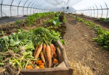 Urbanism 101: How Urban Agriculture Can Boost Food Security A box of carrots and other produce with rows of plantings in the background.