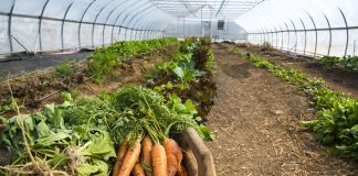 A box of carrots and other produce with rows of plantings in the background.
