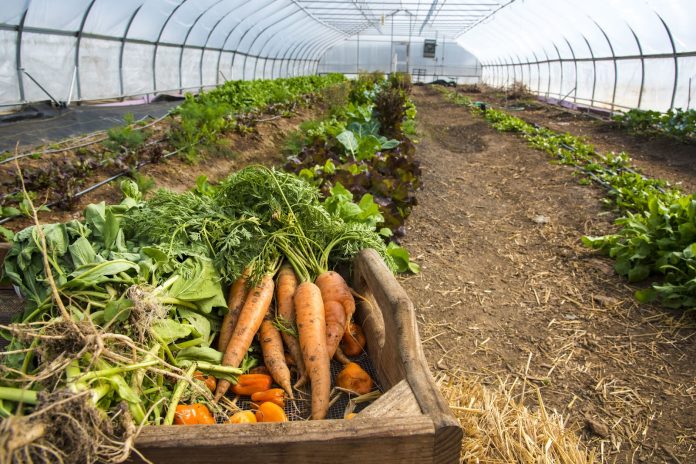 A box of carrots and other produce with rows of plantings in the background.