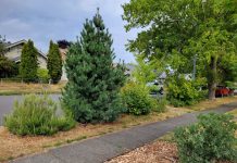 Op-Ed: Expanding Tree Canopy Is a Climate Solution and Livability Boost