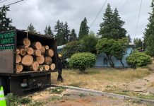 Op-Ed: Bellevue’s New Tree Protections Are a Needed Step Forward