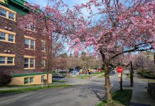 Op-Ed: To Save Trees and Orcas Build More Homes in Seattle A pink blossoming cherry tree is the right side of the street and a brick historic apartment buidling is on the lefty. A park playground is in the background with kids playing.