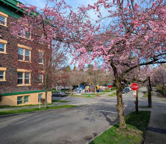 Op-Ed: To Save Trees and Orcas Build More Homes in Seattle A pink blossoming cherry tree is the right side of the street and a brick historic apartment buidling is on the lefty. A park playground is in the background with kids playing.