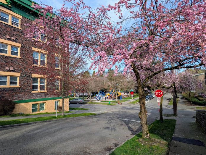 Seattle Spruce Street Mini Park with apartment building and cherry tree - Trumm 20250326 A pink blossoming cherry tree is the right side of the street and a brick historic apartment buidling is on the lefty. A park playground is in the background with kids playing.