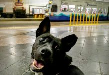 Sound Transit Trains and Buses Could Soon Be Going To The Dogs