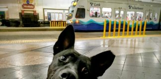 Sound Transit Trains and Buses Could Soon Be Going To The Dogs