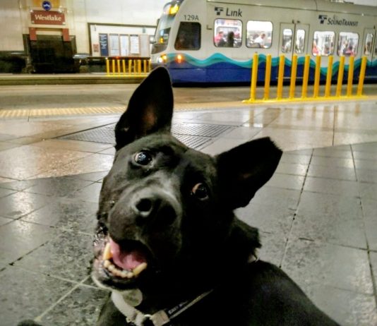 Sound Transit Trains and Buses Could Soon Be Going To The Dogs