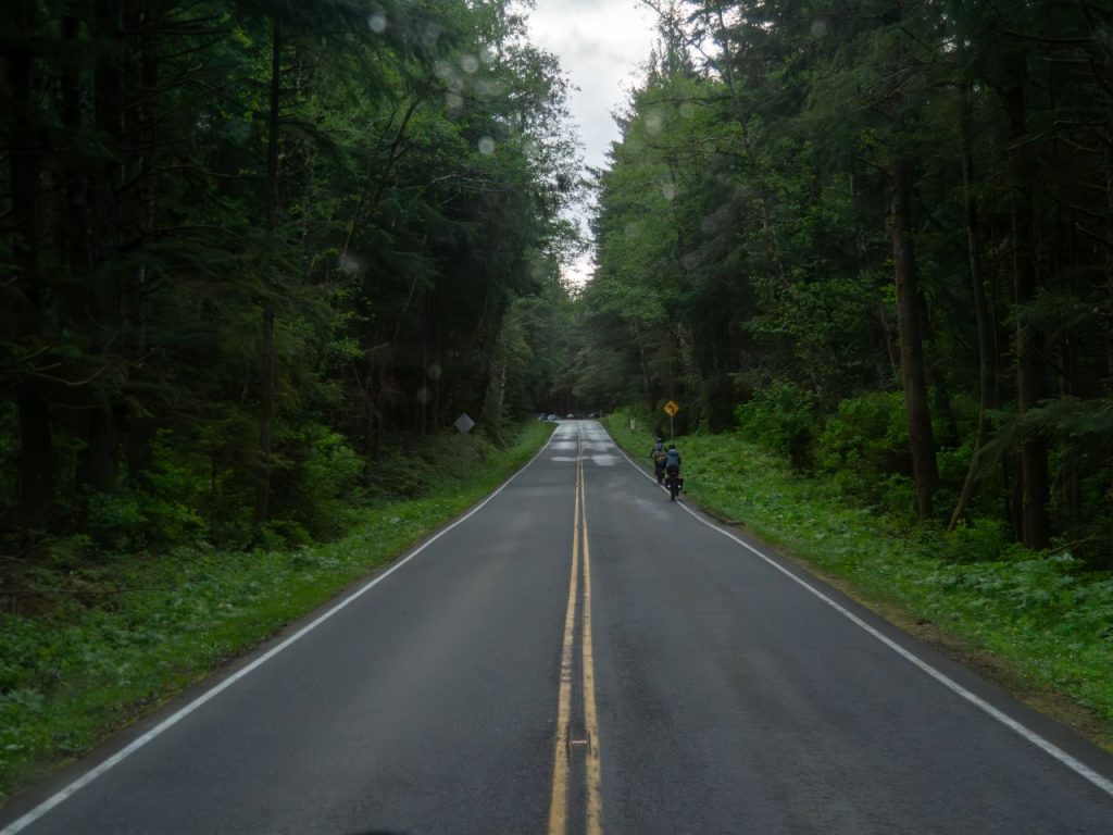 Thick tall forest frames a narrow road.