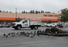 Why Shoreline’s Vote to Erase Parking Mandates Is a Big Deal A big flock of pigeons peck around a mostly empty parking lot with one flat bed truck nearby
