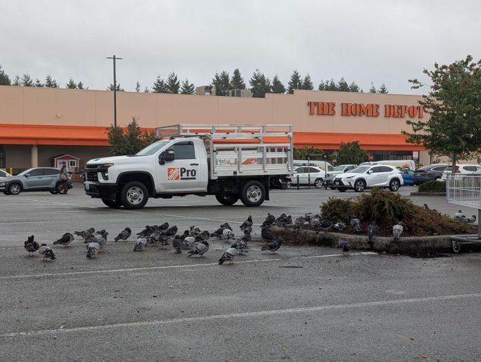 Pigeons at Home Depot parking lot A big flock of pigeons peck around a mostly empty parking lot with one flat bed truck nearby