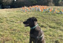 Op-Ed: Make Seattle a Dog City for Everyone