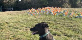 Op-Ed: Make Seattle a Dog City for Everyone