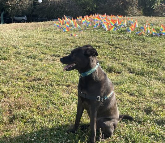 Op-Ed: Make Seattle a Dog City for Everyone