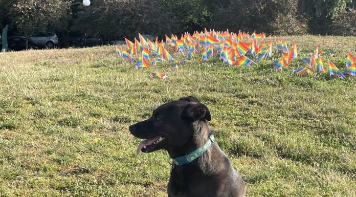 Op-Ed: Make Seattle a Dog City for Everyone