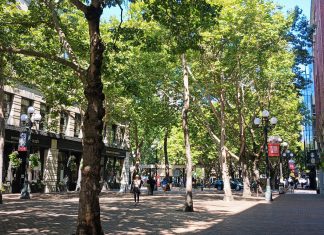 ‘Existential’ Budget Cut Would Wipe Out State Urban Forestry Program